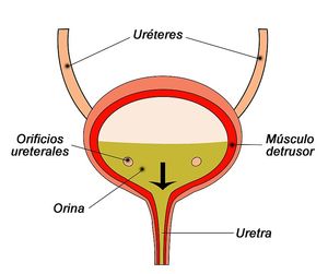 Esquema bufeta urinària (castellà)