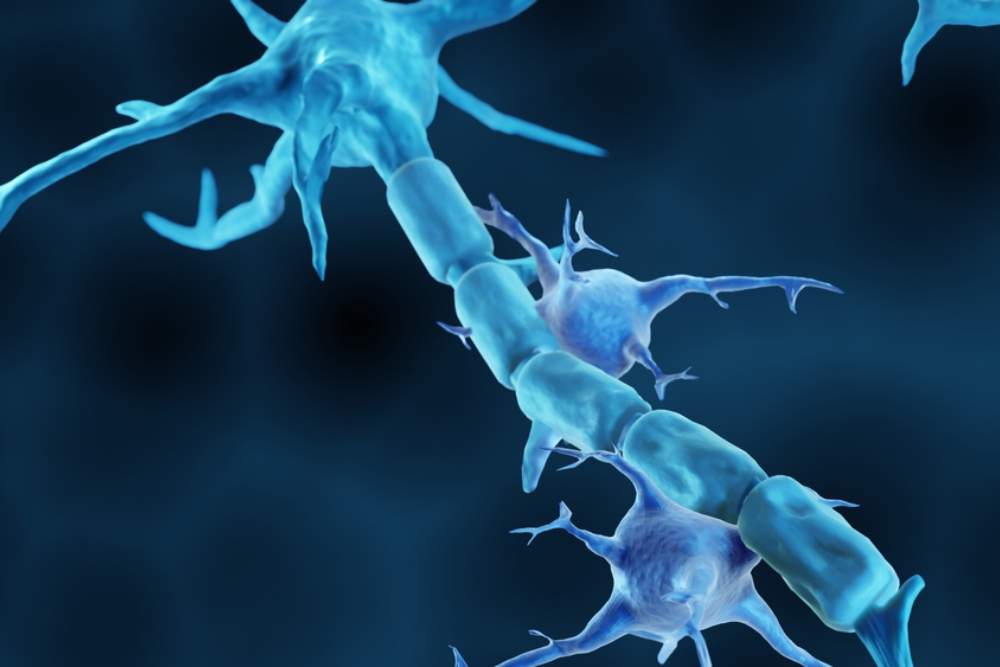 La mielina i la seva importància per a l'esclerosi múltiple