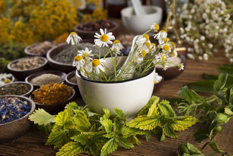 manzanilla plantas medicinales para esclerosis múltiple